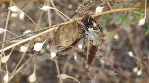 Scleropogon neglectus