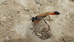 Abert's Thread-waisted Wasp thumbnail 4