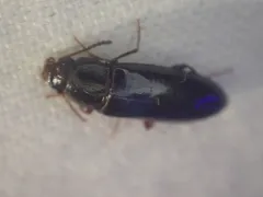 Sphalma quadricollis thumbnail 3