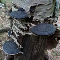 Phellinus nigricans thumbnail 2