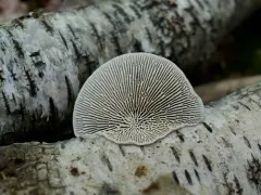 Daedaleopsis septentrionalis thumbnail 2