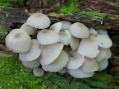 Clitocybula abundans thumbnail 3