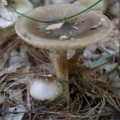 Old Potato Amanita thumbnail 2