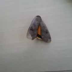 Large Yellow Underwing thumbnail 3