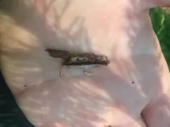 White Pine Weevil thumbnail 4