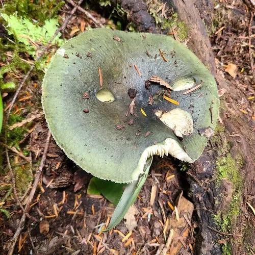 Green Russula