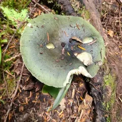Green Russula thumbnail 1