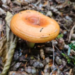 Lactarius olympianus thumbnail 3
