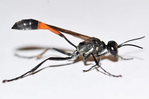Ammophila kennedyi
