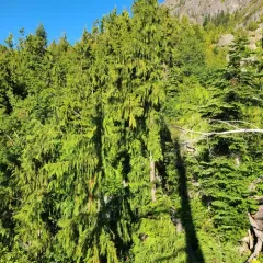 Alaska yellow cedar thumbnail 3