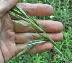 mountain brome thumbnail 2