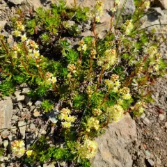 Partridgefoot thumbnail 2