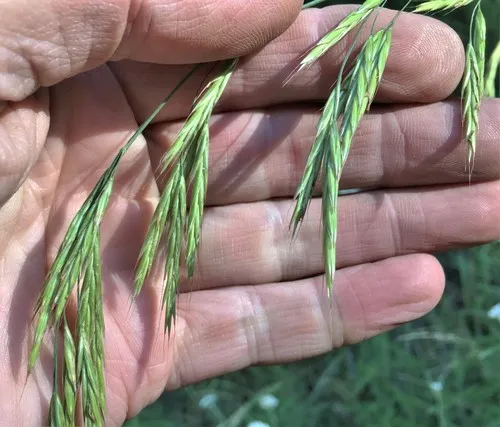 columbia brome