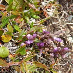 Fourpart Dwarf Gentian thumbnail 3