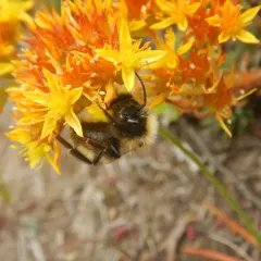 Indiscriminate Cuckoo Bumble Bee thumbnail 4