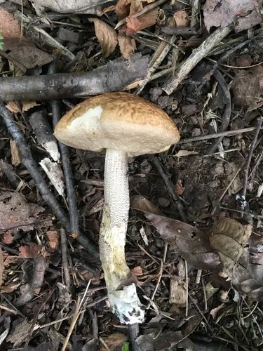 Hazel Bolete