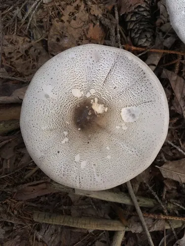 Agaricus pocillator