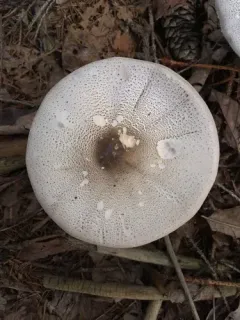 Agaricus pocillator thumbnail 1