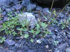 Hall's willowherb thumbnail 2
