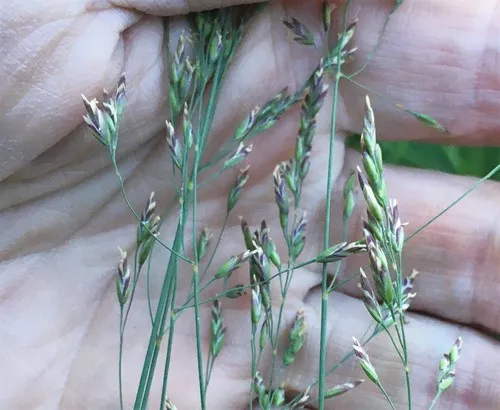 Narrow-flower Bluegrass