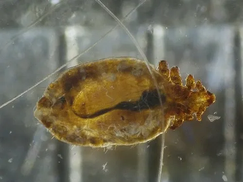 Dog Sucking Louse