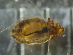 Dog Sucking Louse thumbnail 1
