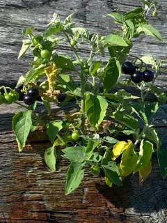inland nightshade thumbnail 3