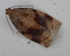 Rose Tortrix Moth thumbnail 3
