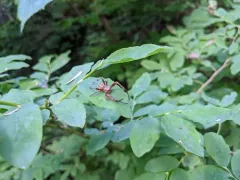 Gem-shaped Orbweaver thumbnail 1