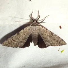 Judith's Underwing thumbnail 2