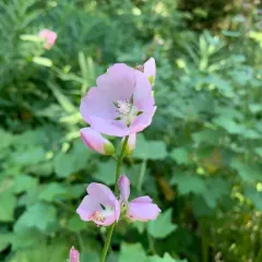 streambank wild hollyhock thumbnail 4