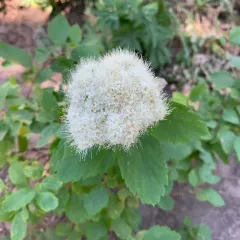 Shinyleaf Meadowsweet thumbnail 3