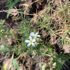 Nuttall's Linanthus thumbnail 2