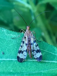 Helena's Scorpionfly thumbnail 4
