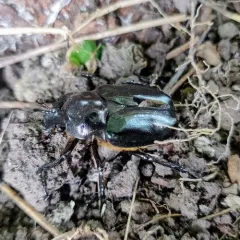 Hermit Flower Beetle thumbnail 3