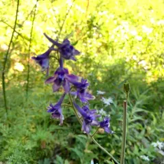 Subalpine Larkspur thumbnail 4