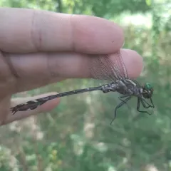 Arrow Clubtail thumbnail 2