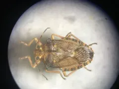 Apoecilus cynicus thumbnail 3