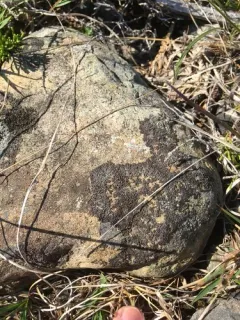 Dark Shadow Lichen thumbnail 2