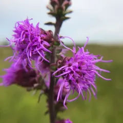 rough blazing star thumbnail 3