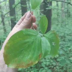 flowering dogwood thumbnail 3