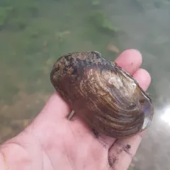 Flutedshell thumbnail 4