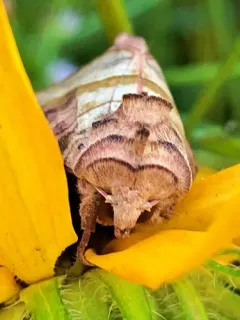 Figwort Borer Moth thumbnail 1