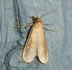 Donacaula nitidellus thumbnail 2