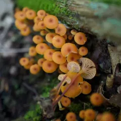 Pinewood Gingertail thumbnail 4