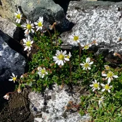 Tolmie's Saxifrage thumbnail 2