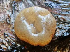 Adelphella babingtonii thumbnail 3