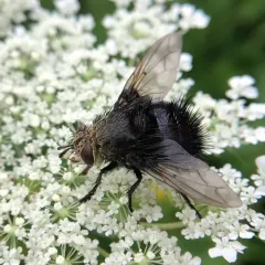 Juriniopsis adusta thumbnail 3