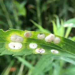 Carbonifera goldenrod gall midge thumbnail 3