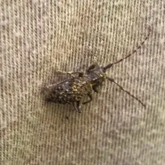 Thorn-tailed Longhorn Beetle thumbnail 2